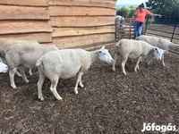 母羊, Sheep — 照片 8
