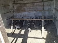 Guinea fowl — foto 2
