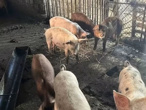 Disznók (tétel, nem megadva), Sertések — Magyarország