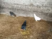 Bantam — zdjęcie 2