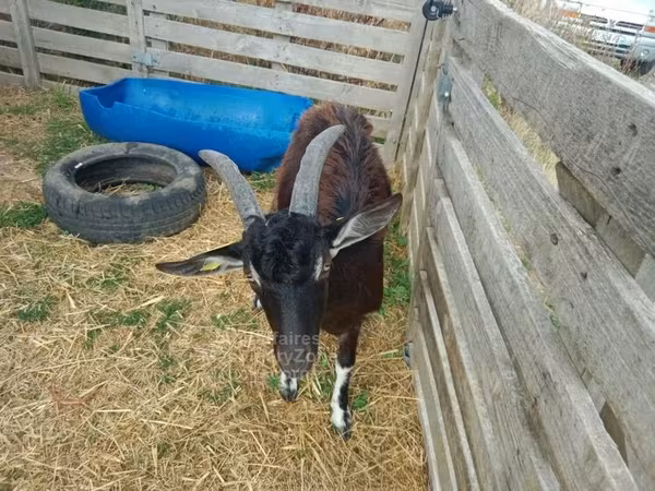 Ешкілер (топ, жынысы көрсетілмеген), Poitou goats