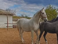 فرس, Lipizzaner — الصورة 2