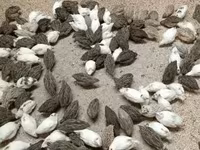 Quails — photo 8