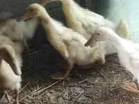 Ducks — الصورة 2