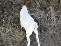 Boucs, Nigerian dwarf goats — photo 2