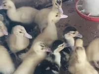 Ducks — Foto 4