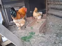 婆罗门鸡 — 照片 4