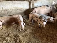 Boar, Pigs — photo 2