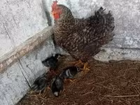 gallina danesa — foto 2