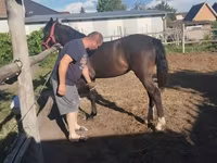 Yegua, Dutch warmblood horse — foto 3