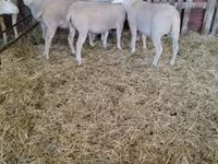 Juh, Ile-de-France sheep — 5. fotó