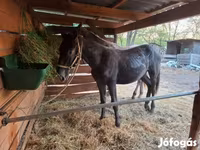 Yegua, Lipizzaner — foto 2