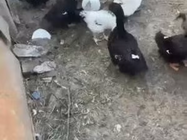 Ducks — 匈牙利