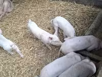 母猪, Pigs — 照片 4