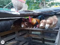 Chickens — photo 2