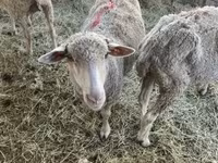 Sheep, Sheep — photo 1
