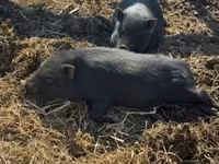 Boar, Вьетнамская вислобрюхая — photo 4