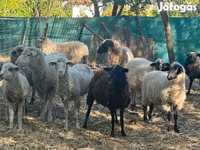 Schaf, Schafe — Foto 1