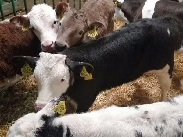Bika, Limousin tehén