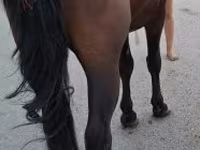 Caballo, Caballos — foto 1