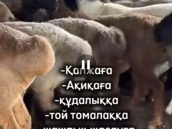Kos, Juhok