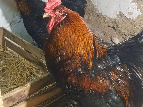 Brahma