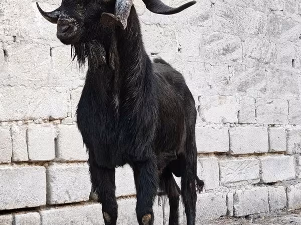 Bak, Anatolian Black goats