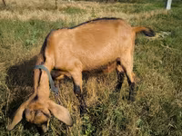 Kozel, Nubian Goat — foto 2