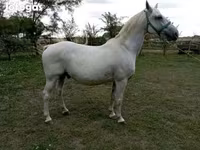 Hengst, Lipizzaner — Foto 1