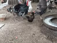 Turkeys — 照片 3