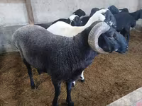 Bélier, Moutons — photo 2