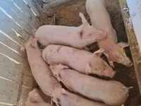 मादा सूअर, Крупная белая — फ़ोटो 5