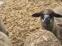 Sheep (batch, sex not specified), Sheep — photo 1