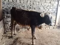 Bull, Cattle — photo 2