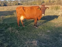 Tehén, Simmental cattle — 4. fotó