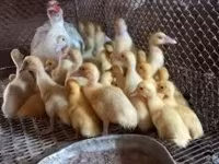 Ducks — zdjęcie 3