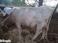 Bika, Charolais cattle — 1. fotó