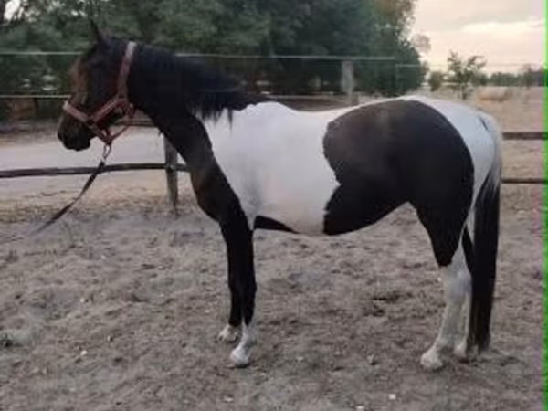 घोड़ी, Appaloosa