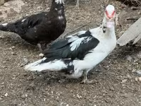 Ducks — الصورة 5
