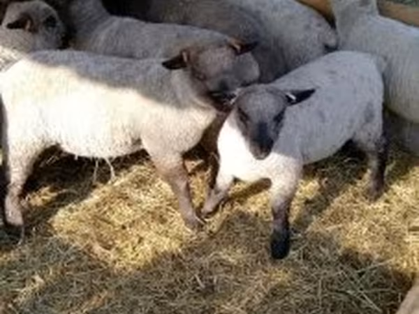 Juh, Shroshire sheep