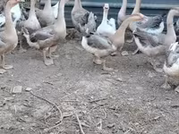 Geese — 照片 1