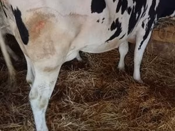 Tehén, Russian Black pied cattle — Magyarország