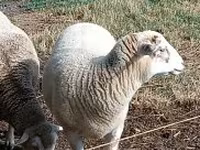 Sheep, Sheep — photo 3