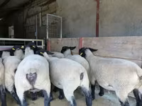 Sheep, White Suffolk sheep — photo 2