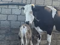 Tehén, Simmental cattle — 1. fotó