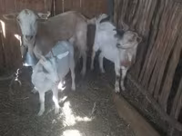 母山羊, Goats — 照片 1
