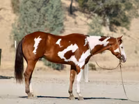 Hing, American paint horse — 3. fotó