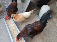 Chickens — फ़ोटो 4