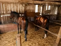 公马, Horses — 照片 3
