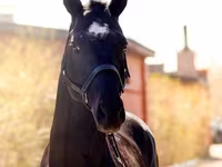 Cavalo, Thoroughbred horse — foto 1